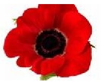 Remembrance Day – November 11, 2008