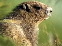 The History Behind Groundhog Day!!!