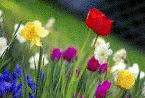 springflowers1.gif